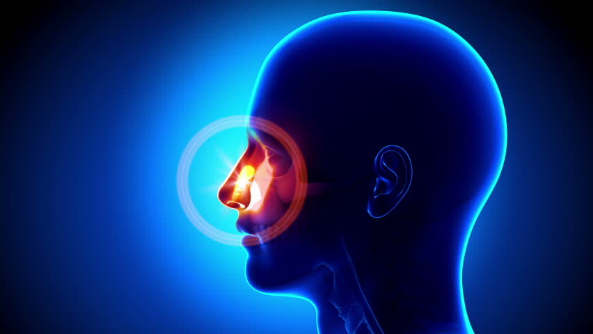Header of Sinus