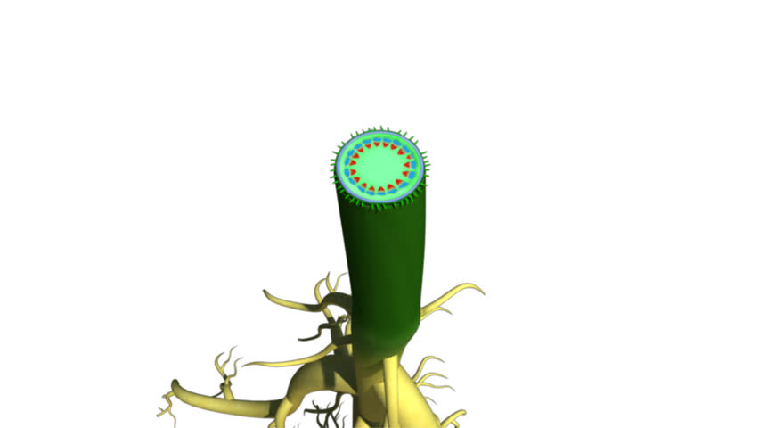 Header of dicot