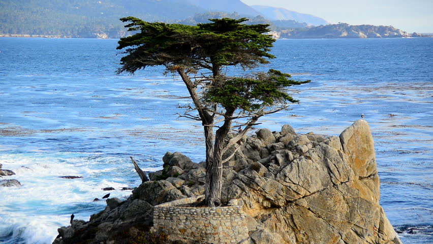 Time Lapse Of Lone Cypress Tree Pebble Beach Monterey Stock Lone Cypress Tree Pebble Beach Monterey California Hd Stock Video Clip