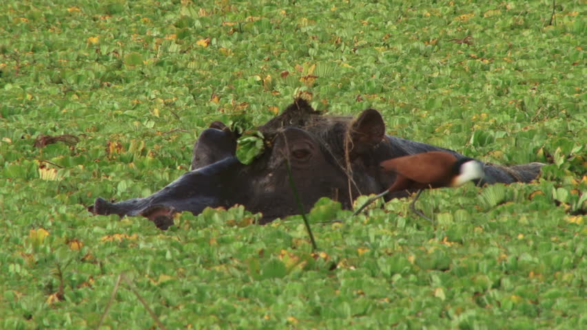 Header of African jacana