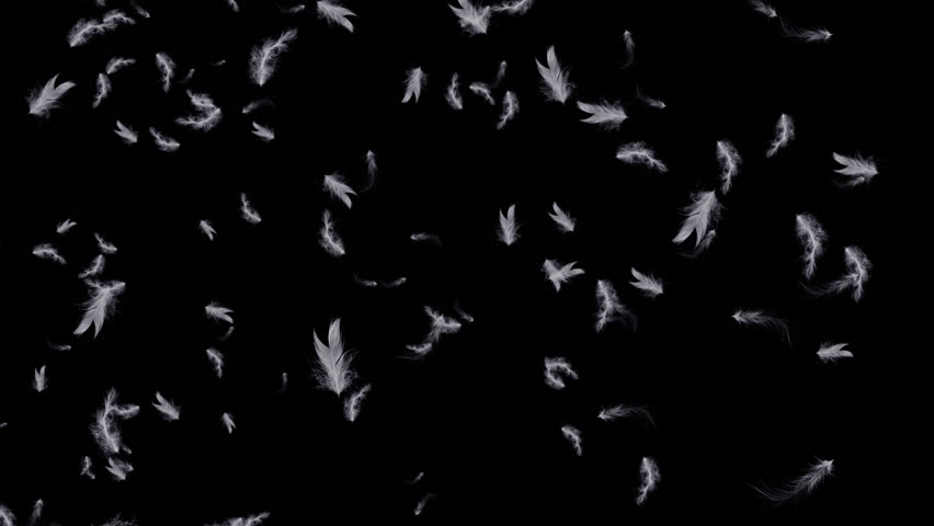 White Feathers Spurt - 9 Stock Footage Video (100% Royalty-free