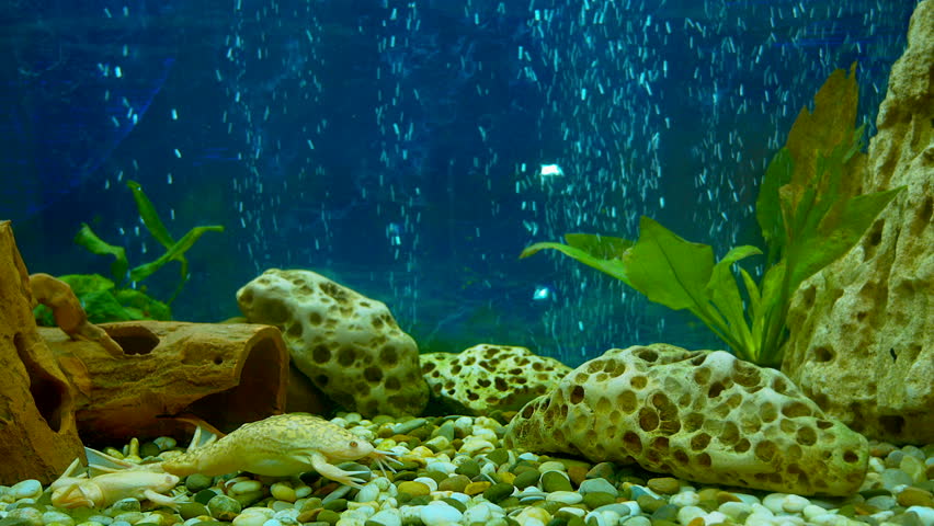 Aquarium Without Fish Stock Footage Video (100% Royalty-free) 7818271