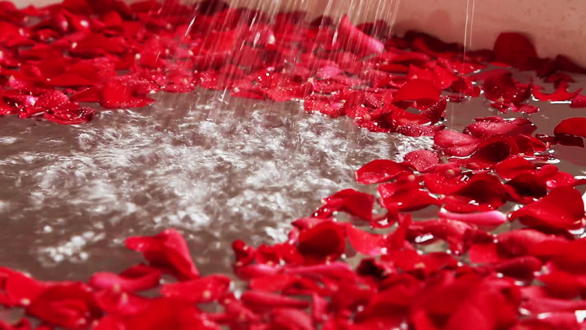 Pan Shot Of Red Rose Stock Footage Video 100 Royalty Free 7947391 Shutterstock - 