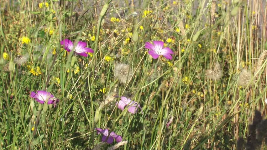Header of Agrostemma Githago