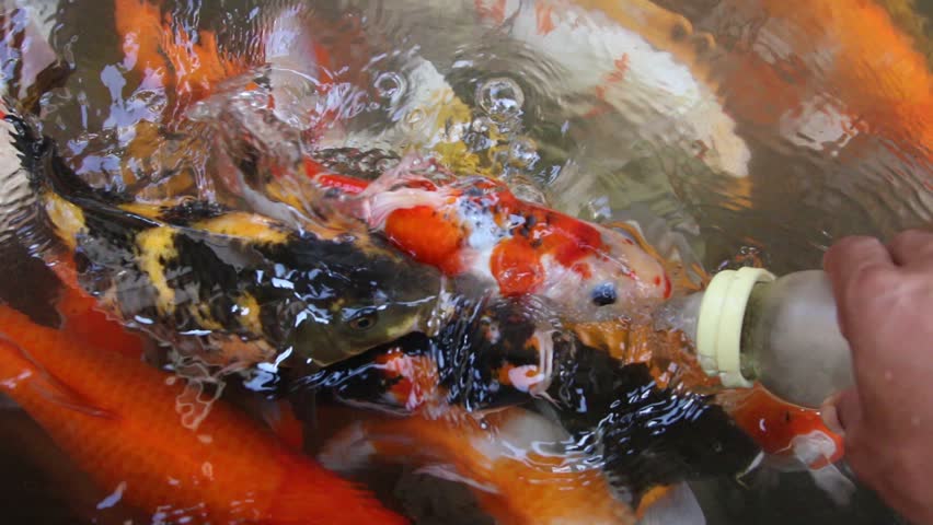 можно ли замораживать карпа. карп замороженный оживает в теплой воде. рыбы сазан замороженный. карп свежемороженный. карп кои живот.