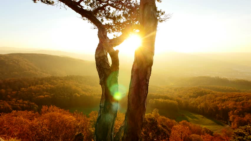 Peaceful Nature Landscape Scenery At Sunset. Colorful Forest Trees ...
