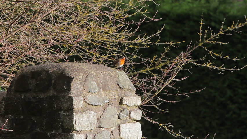 red robin wide on christmas day natural background wild bird singing on stone wall filmed christmas day 25th december 2014 location chudleigh devon - Is Red Robin Open On Christmas red robin wide on christmas day natural background wild bird singing on stone wall filmed christmas day 25th december 2014 location chudleigh devon - Is Red Robin Open On Christmas