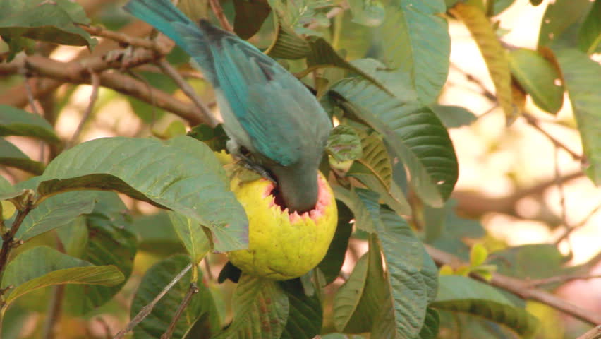 Header of tanager