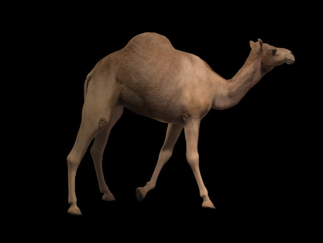 Isolated Camel Cyclical Walking. Can Be Used As A ...