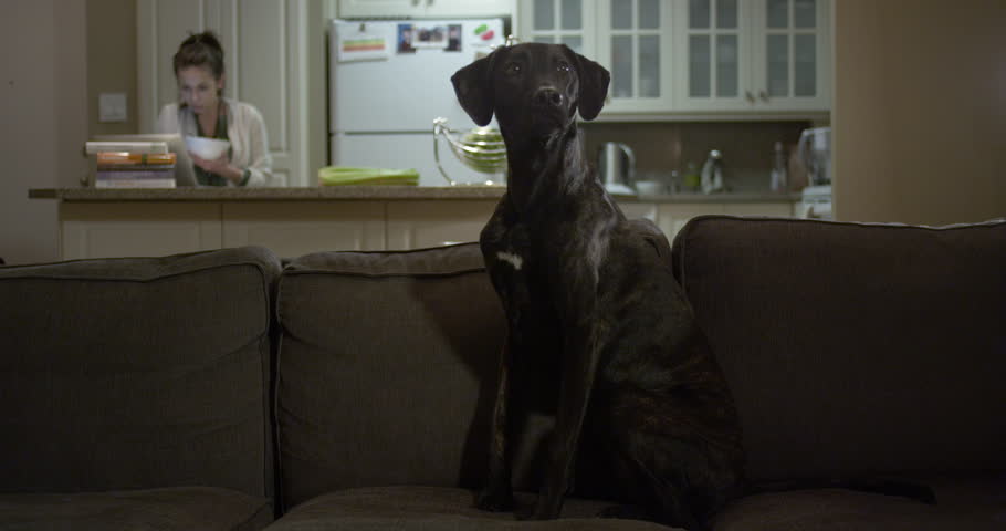 4k00 08man And His Dog Sitting On The Couch Watching Tv And