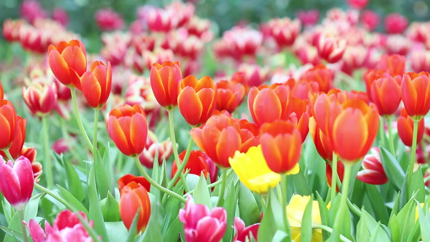 1920x1080 beautiful tulips garden colorful tulips are beautiful 1920x1080 stock footage video 9075329 shutterstock 1920x1080 beautiful tulips garden colorful tulips are beautiful 1920x1080 stock footage video 9075329 shutterstock