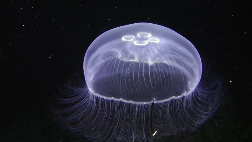 Invertebrate Marine Coelenterates Jellyfish Aurelia (Aurelia Aurita) In ...