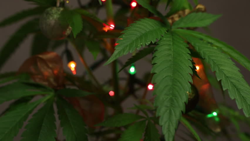 Marijuana Christmas Tree Decorated Cannabis Plant With Lights. Stock ...