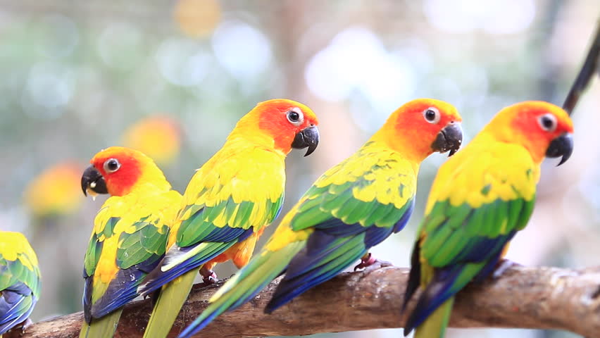 Sun Conure Parrots, 1920x1080 Stock Footage Video (100% Royalty-free 