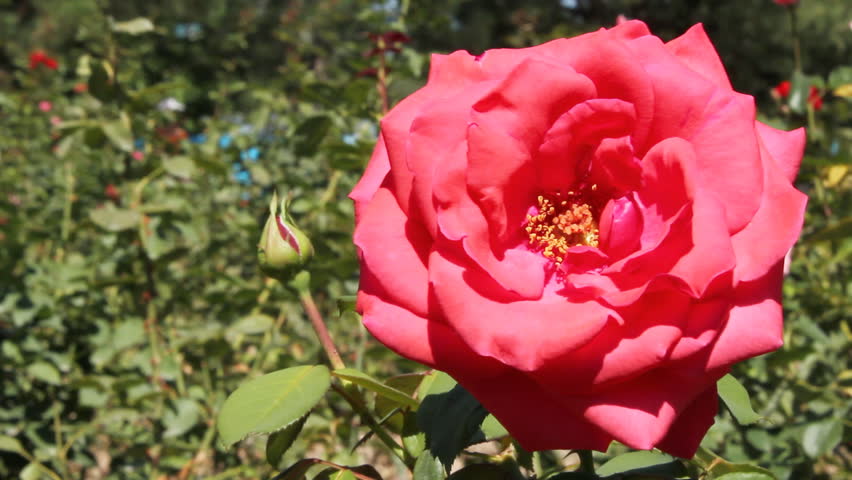 Blooming Roses In The Rose Garden. วิดีโอสต็อก 11983817 | Shutterstock