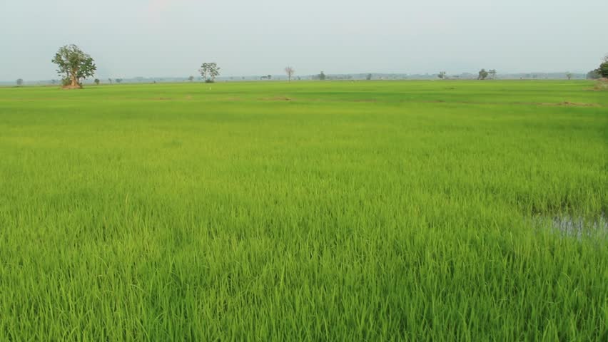 Green Rice Field And Windy Flow In HD, Take Shot At Evening In Twilight ...