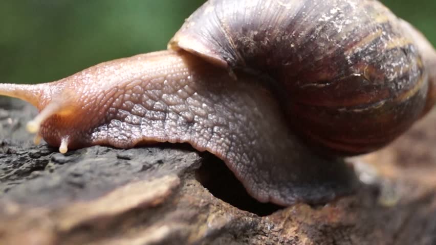 friend-japanese-black-snails