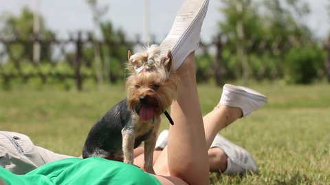 Yorkshire Terrier Sitting On Sexy Young Stock Footage Video (100%  Royalty-free) 9092261 | Shutterstock