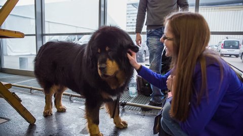 Tibetan Mastiff Stock Video Footage 4k And Hd Video Clips