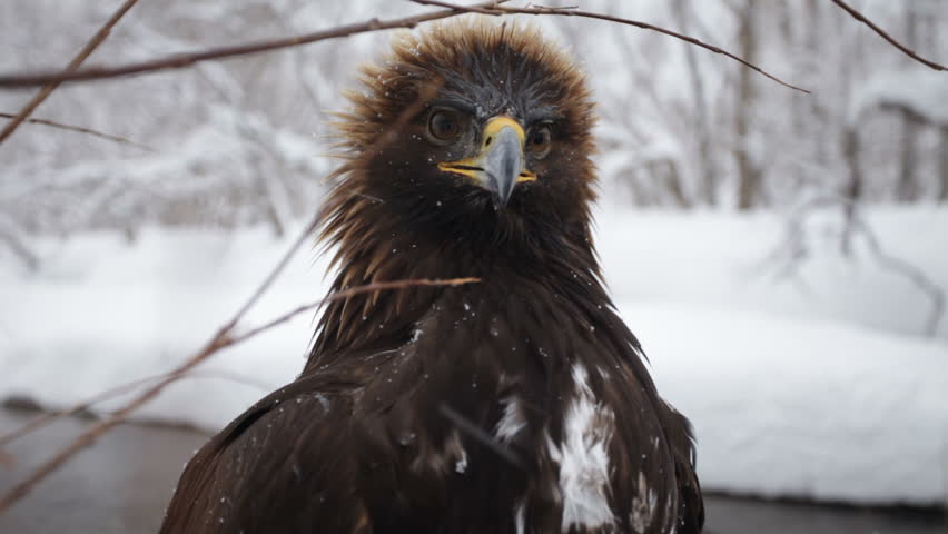 Golden Eagle Winter Stock Footage Video 100 Royalty Free 918001 Shutterstock