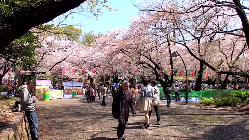 What to do in japan in april