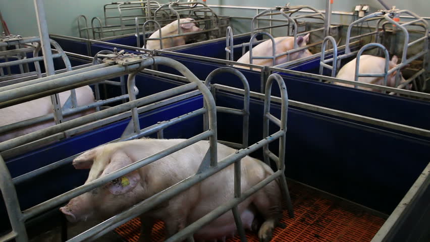 Pig In The Pen ; Breeding Sows In Stalls On Modern Pig Farm,video Clip ...