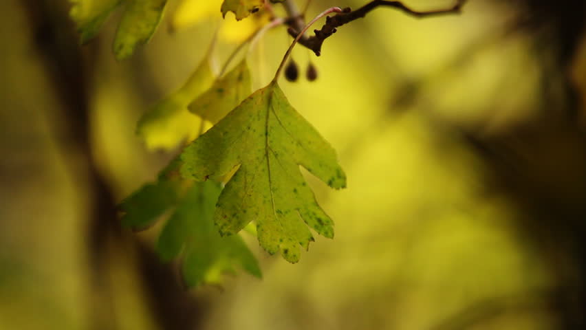 Header of oaken