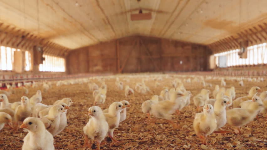 Baby Chickens In Chicken House Stock Footage Video 100 Royalty Free 9354071 Shutterstock