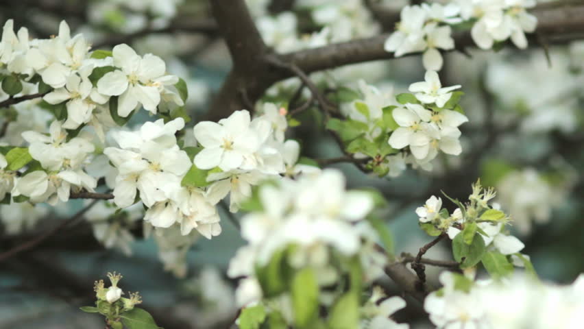 Bee Pollinating Flowering Trees Spring Flowers Slow Motion ...