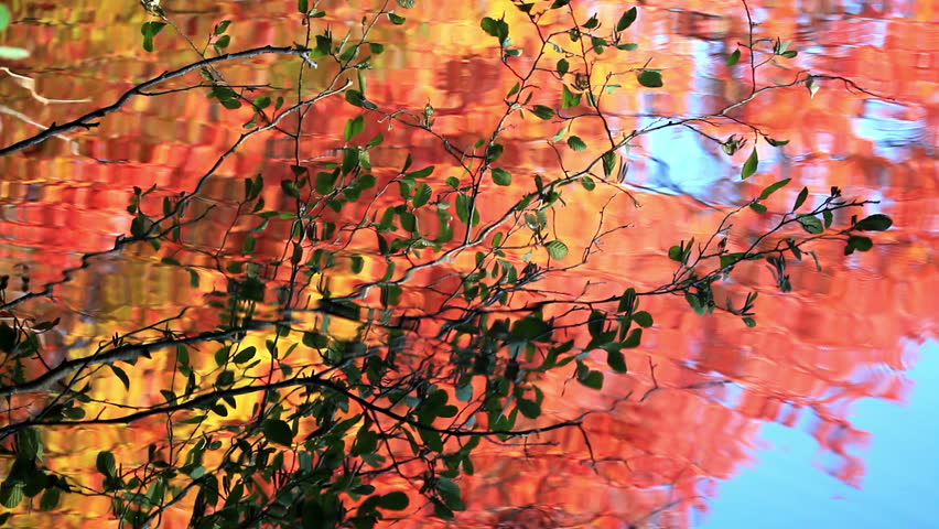Colorful Abstract Autumn Leaves Water Reflection Stock Footage Video