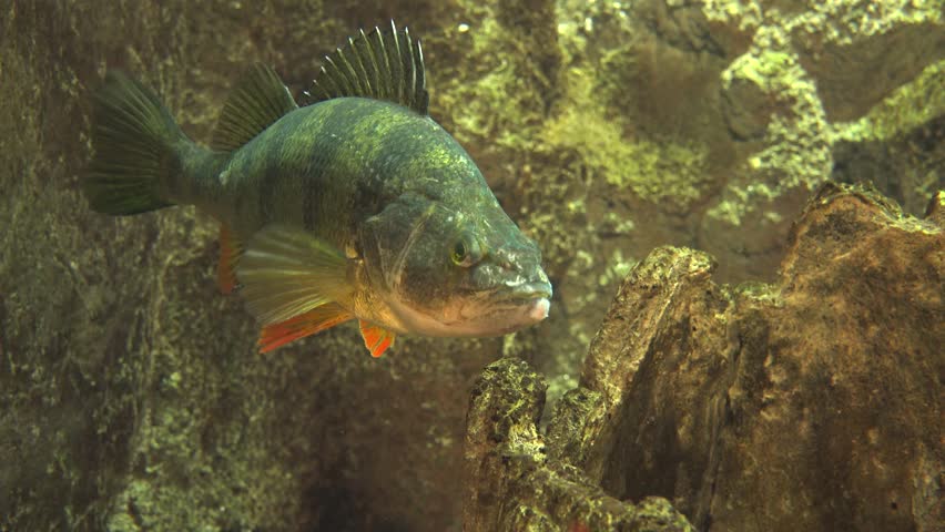 Header of sauger