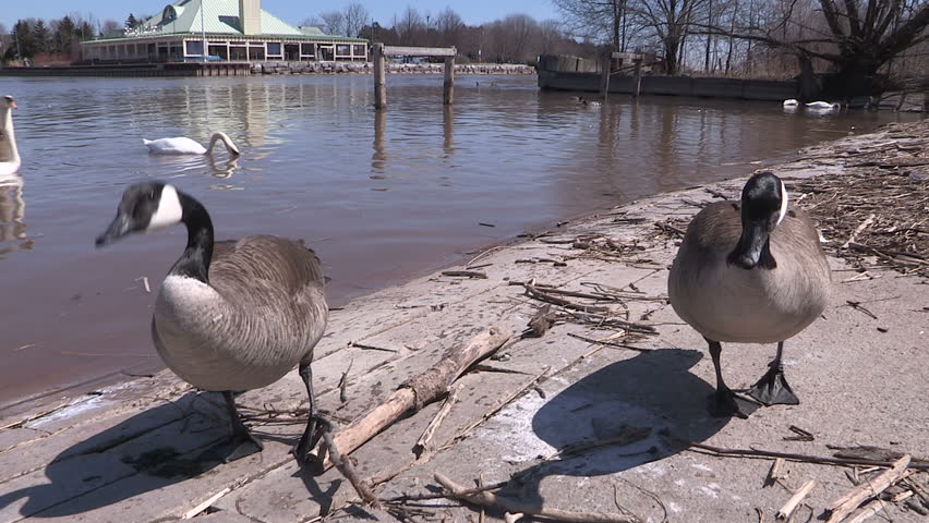 Goose Fight, All Out Brawl With Angry Canada Geese In Mating Season