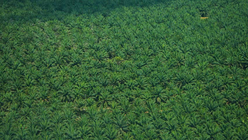 Header of African Oil Palm