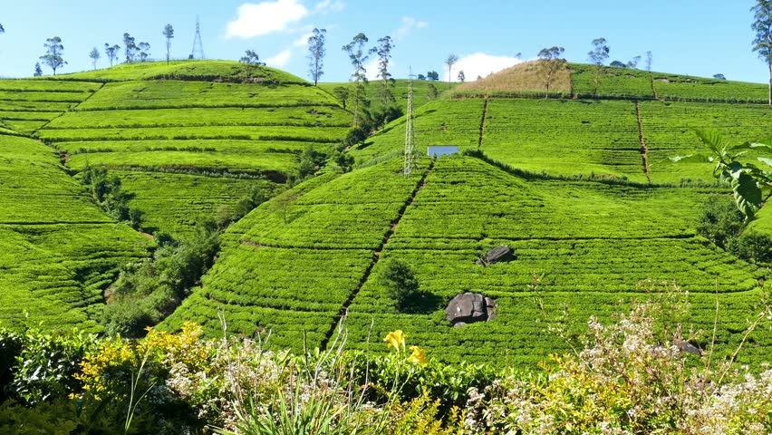 View Of Valley With Tea Plantations. Sri Lanka. 2016. Panning Stock ...