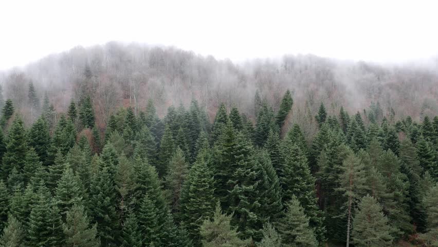 Evergreen Forest Overview. Tops Of Tall Green Trees With Dense Fog ...